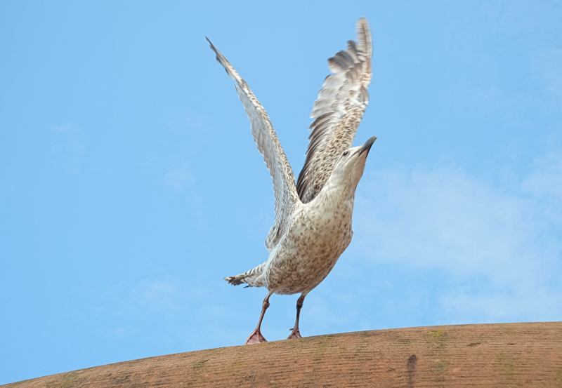 Seagull