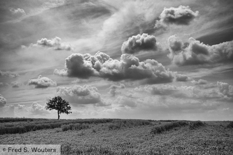 cornfieldBW